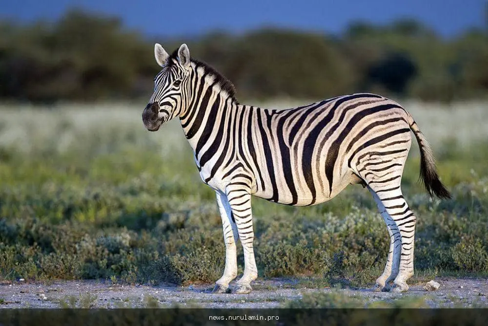 Mengapa Zebra Tidak Bisa Ditunggangi dan Dipelihara?